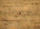 Lesser Prairie-Chicken (23)