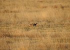 Lesser Prairie-Chicken (24)