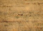 Lesser Prairie-Chicken (25)