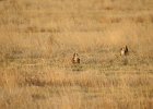 Lesser Prairie-Chicken (26)