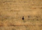 Lesser Prairie-Chicken (27)