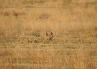 Lesser Prairie-Chicken (28)