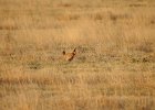 Lesser Prairie-Chicken (29)
