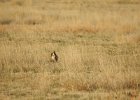 Lesser Prairie-Chicken (3)