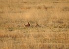 Lesser Prairie-Chicken (30)