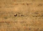 Lesser Prairie-Chicken (31)