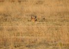 Lesser Prairie-Chicken (32)