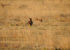 Lesser Prairie-Chicken (33)