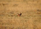 Lesser Prairie-Chicken (34)