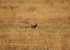 Lesser Prairie-Chicken (35)