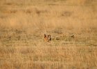 Lesser Prairie-Chicken (36)