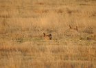 Lesser Prairie-Chicken (37)