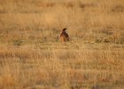 Lesser Prairie-Chicken (38)