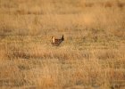 Lesser Prairie-Chicken (39)