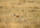 Lesser Prairie-Chicken (4)