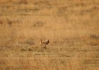 Lesser Prairie-Chicken (40)