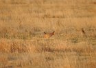 Lesser Prairie-Chicken (41)