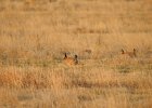 Lesser Prairie-Chicken (42)