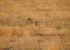 Lesser Prairie-Chicken (43)