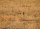 Lesser Prairie-Chicken (44)