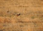 Lesser Prairie-Chicken (45)