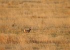 Lesser Prairie-Chicken (46)