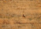 Lesser Prairie-Chicken (47)