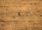 Lesser Prairie-Chicken (48)