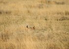 Lesser Prairie-Chicken (5)