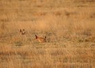Lesser Prairie-Chicken (50)