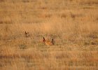 Lesser Prairie-Chicken (51)