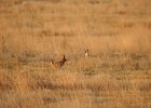 Lesser Prairie-Chicken (52)