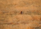 Lesser Prairie-Chicken (53)