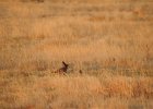 Lesser Prairie-Chicken (54)
