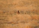 Lesser Prairie-Chicken (55)