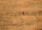 Lesser Prairie-Chicken (56)