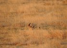 Lesser Prairie-Chicken (57)