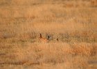 Lesser Prairie-Chicken (58)