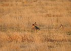 Lesser Prairie-Chicken (59)