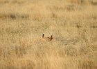 Lesser Prairie-Chicken (6)