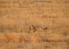 Lesser Prairie-Chicken (60)