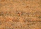 Lesser Prairie-Chicken (61)