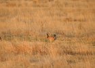 Lesser Prairie-Chicken (62)