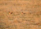 Lesser Prairie-Chicken (63)