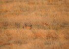 Lesser Prairie-Chicken (64)