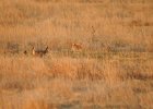 Lesser Prairie-Chicken (65)