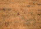 Lesser Prairie-Chicken (66)