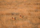 Lesser Prairie-Chicken (68)
