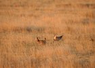 Lesser Prairie-Chicken (69)