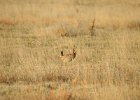 Lesser Prairie-Chicken (7)